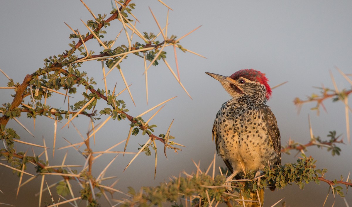 Nubian Woodpecker - ML33725461