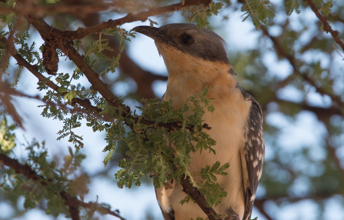 Great Spotted Cuckoo - ML33725551