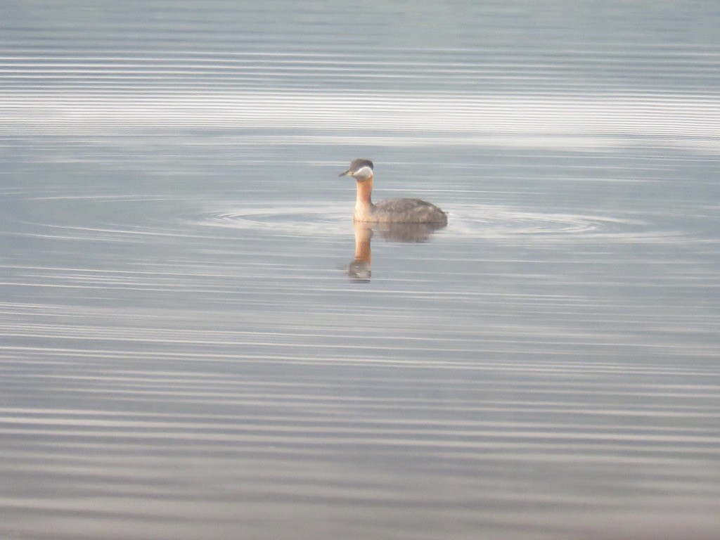 Red-necked Grebe - ML337258051