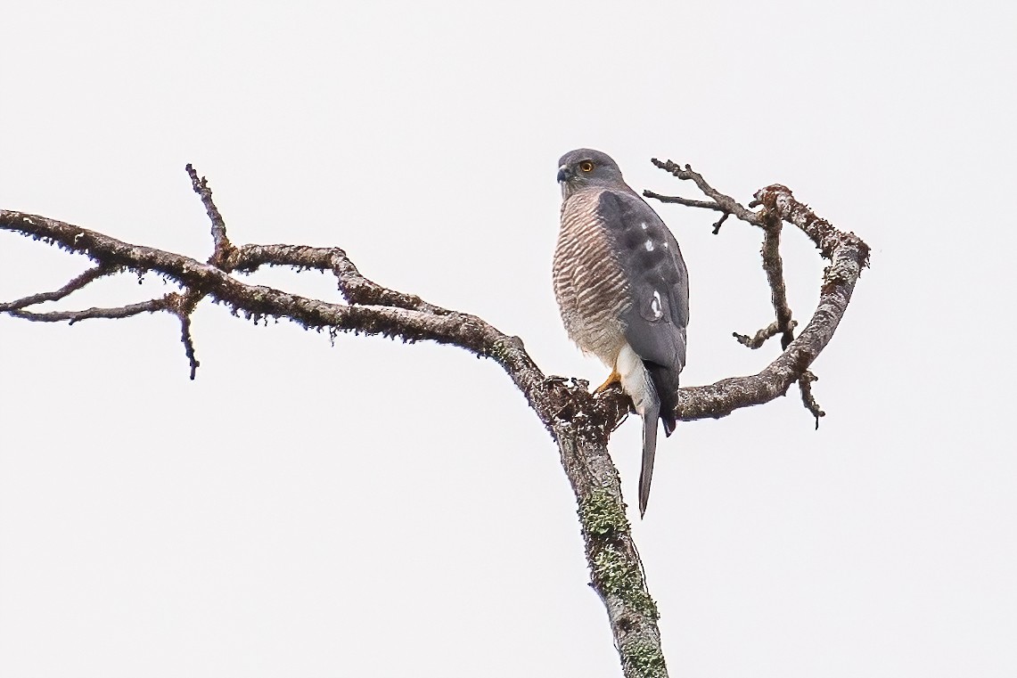 Eurasian Sparrowhawk - Ngoc Sam Thuong Dang