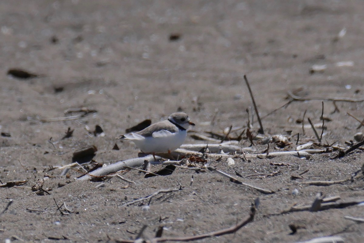 Piping Plover - ML337268041