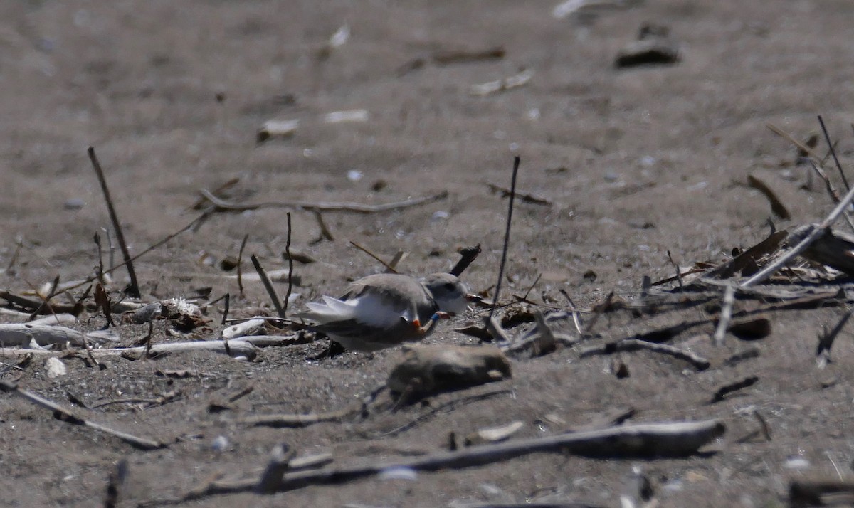 Piping Plover - ML337268261