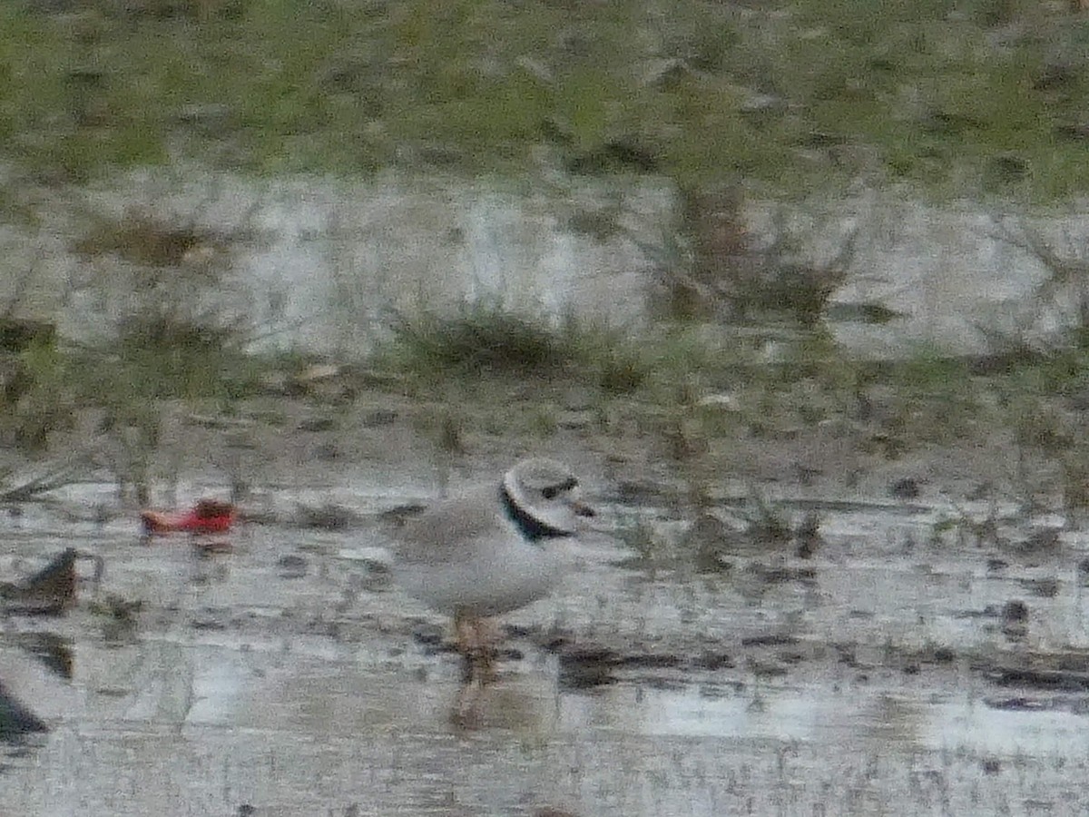Piping Plover - ML337268871