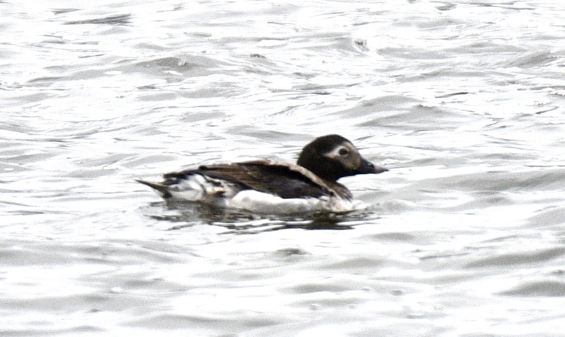 Long-tailed Duck - ML337271271