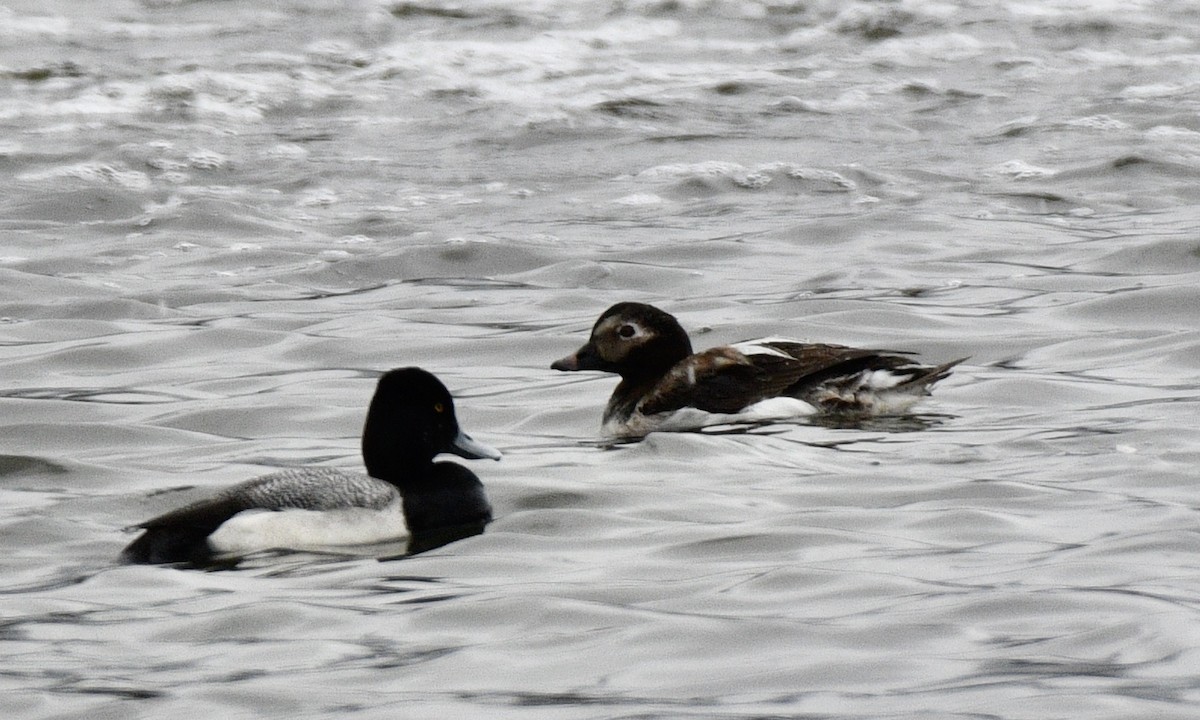 Long-tailed Duck - ML337271281