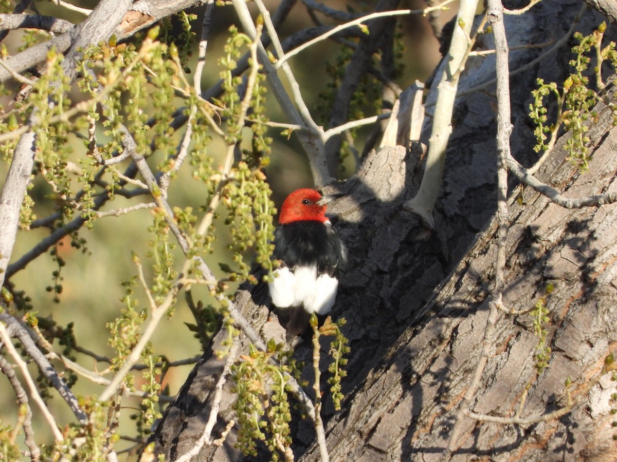 Red-headed Woodpecker - ML337272751