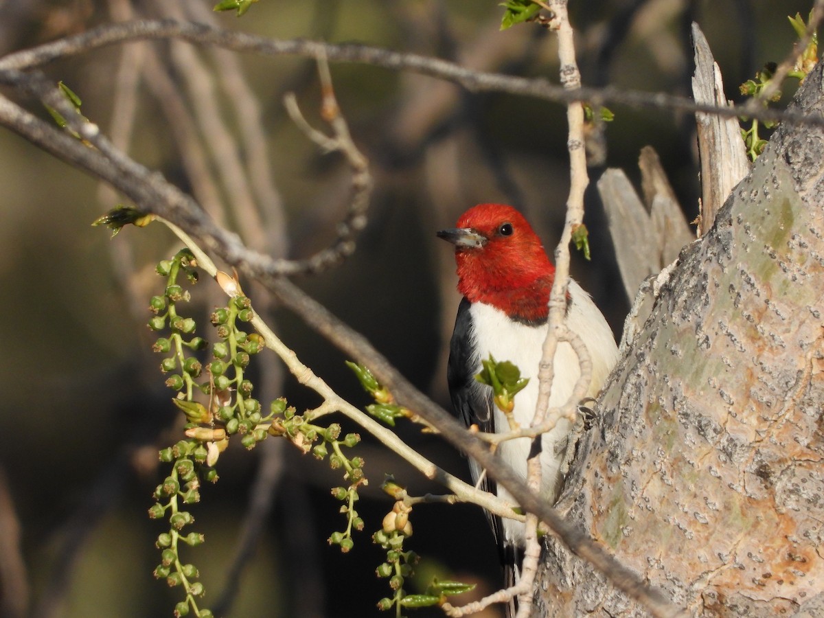 Red-headed Woodpecker - ML337272761