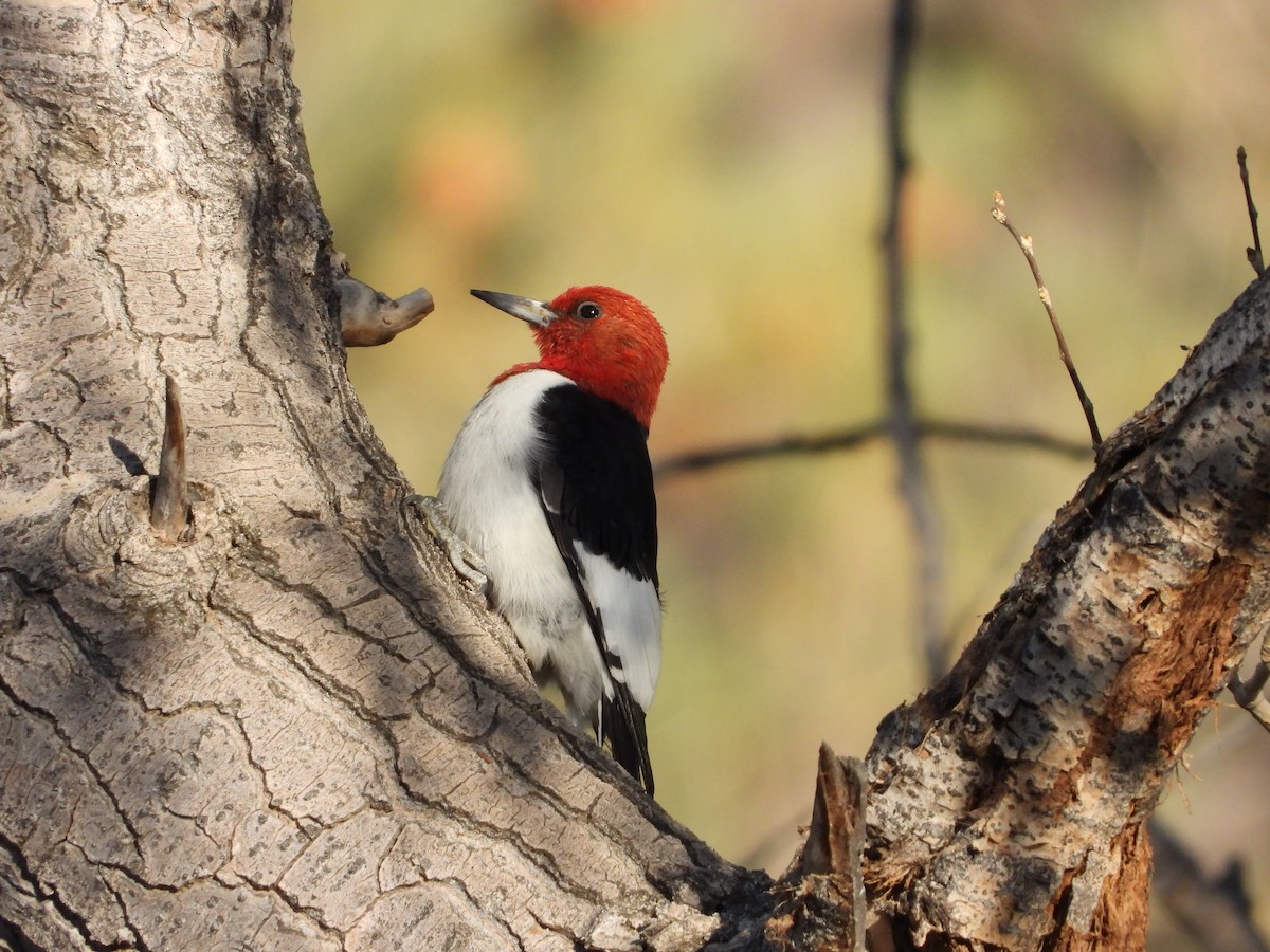 Red-headed Woodpecker - ML337272771