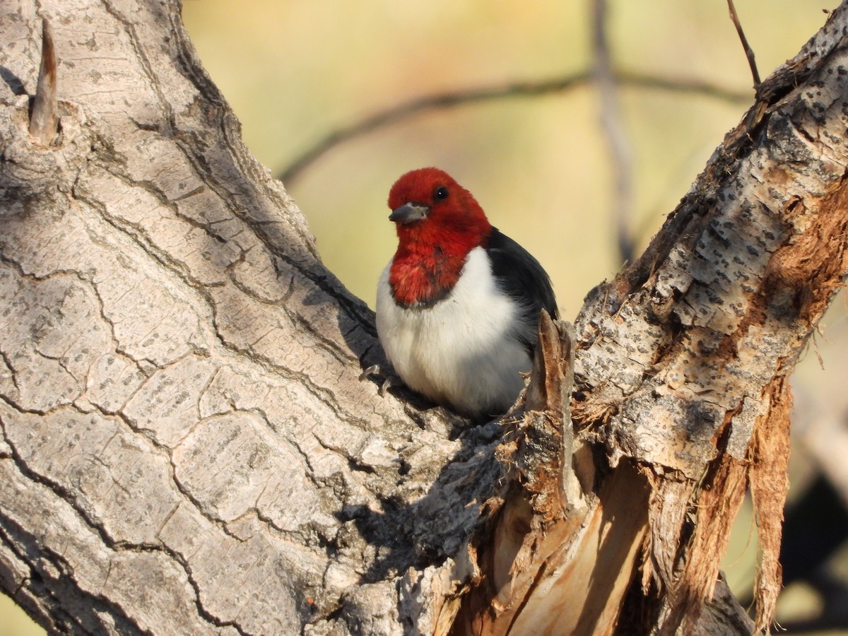 Red-headed Woodpecker - ML337272781
