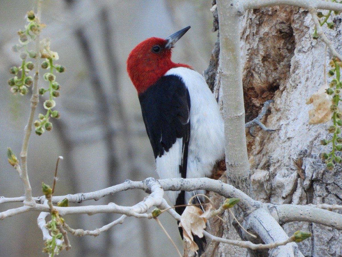 Red-headed Woodpecker - Clayton  Peoples