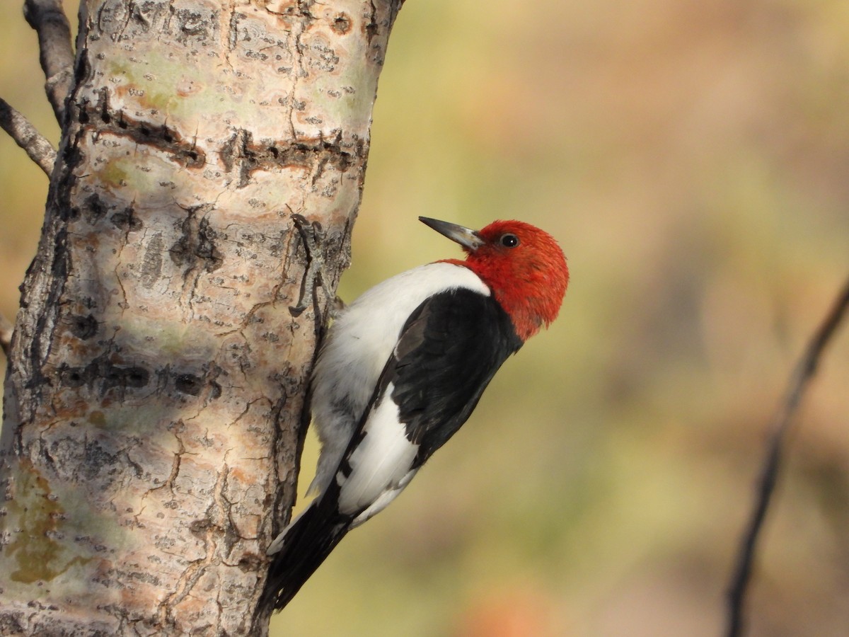 Red-headed Woodpecker - ML337272851