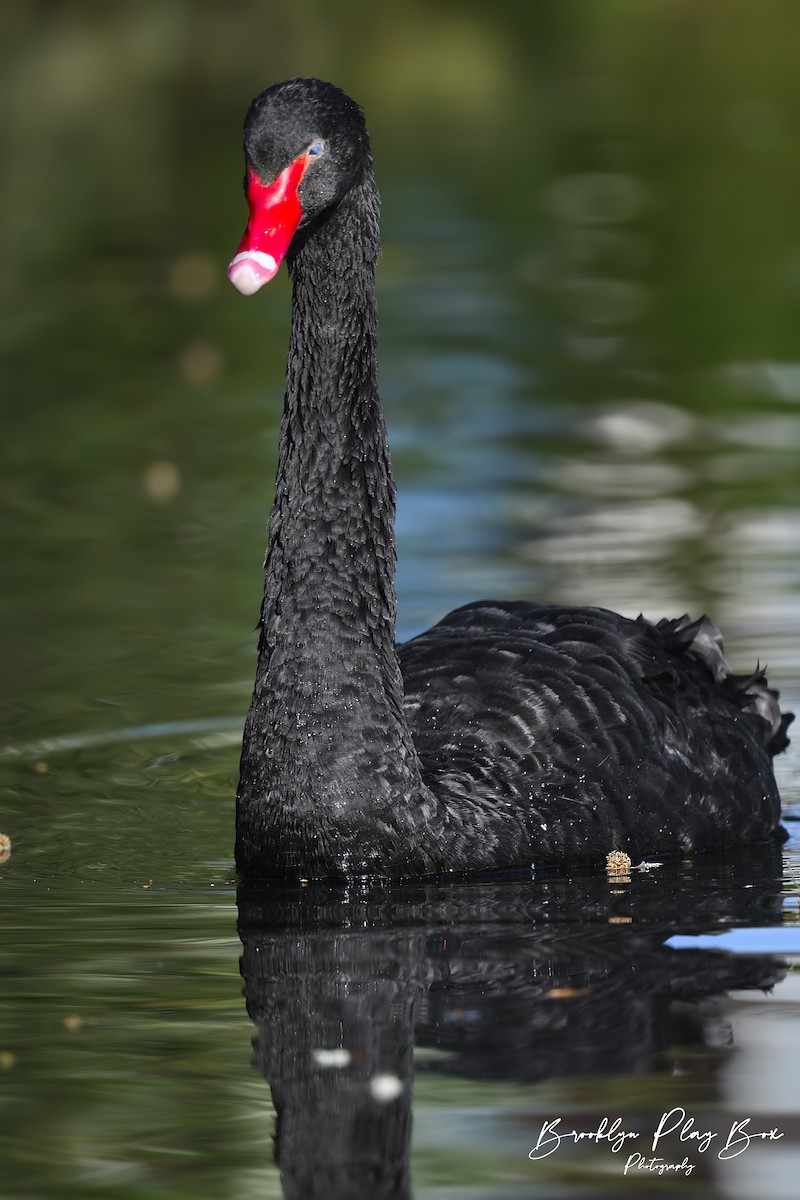 Black Swan - ML337273391