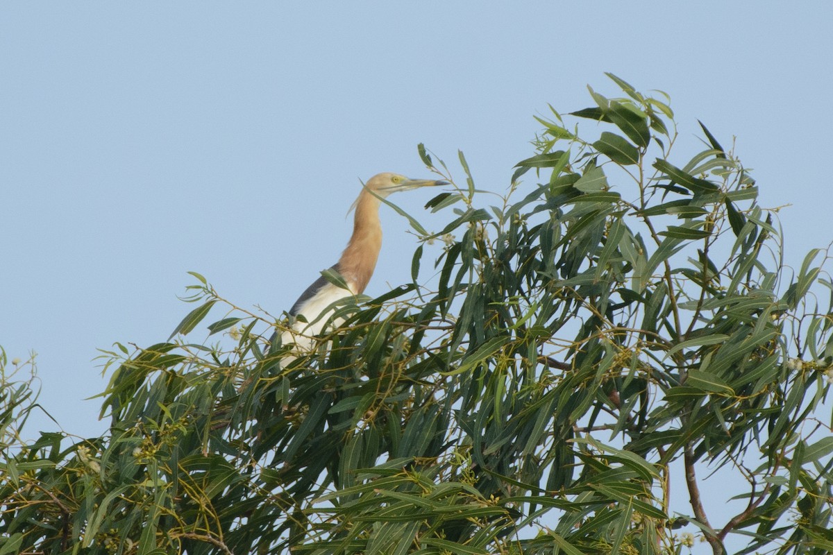 Javan Pond-Heron - Vatcharavee Sriprasertsil
