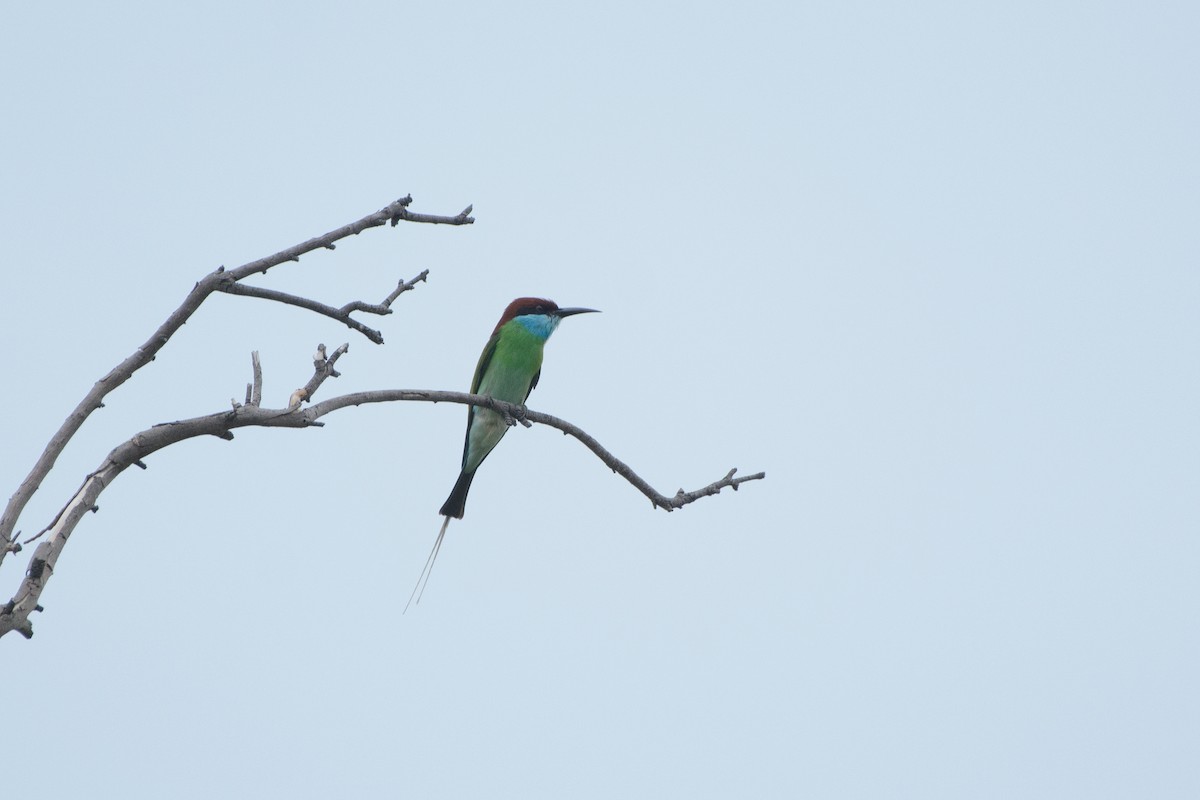 Blue-throated Bee-eater - Vatcharavee Sriprasertsil