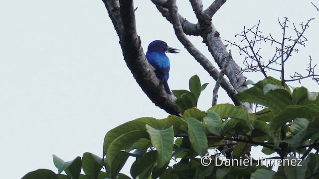 Blue-and-white Kingfisher - ML337282971
