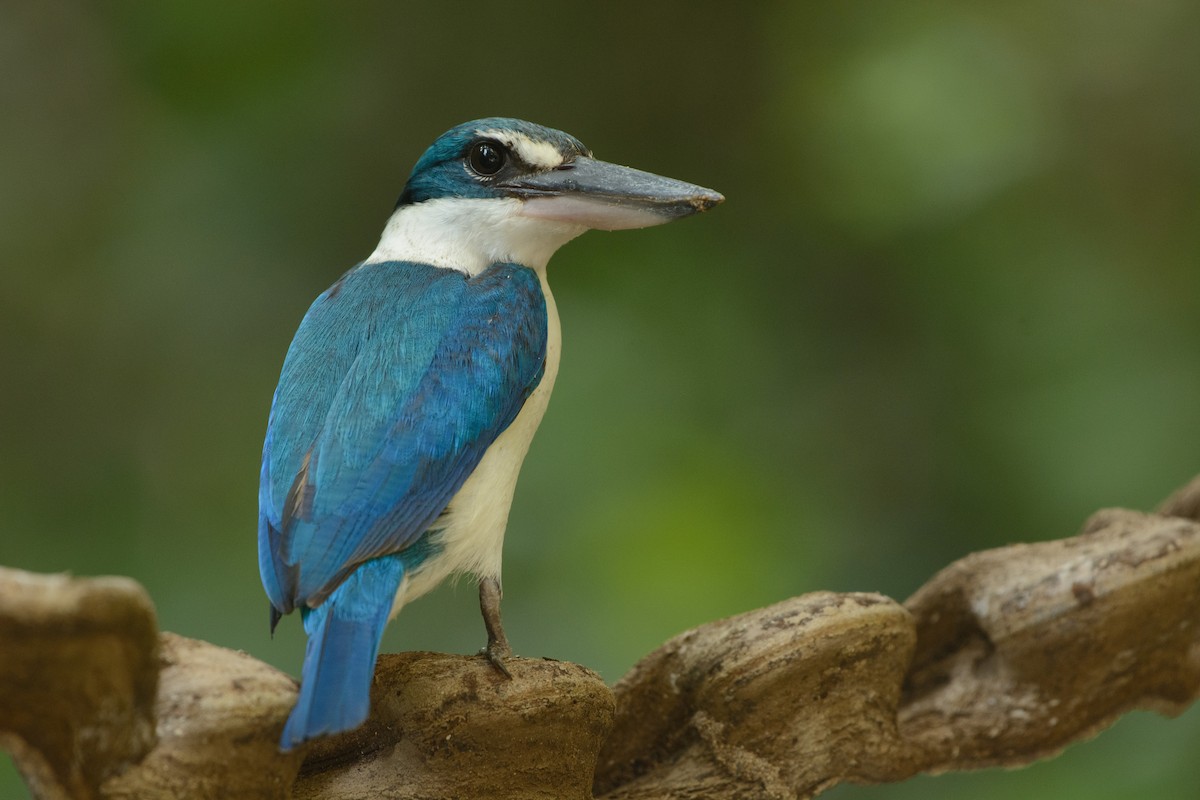 Collared Kingfisher - Vatcharavee Sriprasertsil