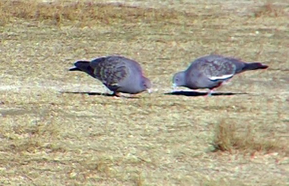 Spot-winged Pigeon (albipennis) - ML337284291