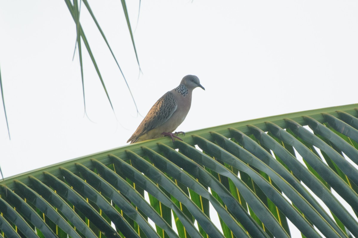 Spotted Dove (Eastern) - Vatcharavee Sriprasertsil