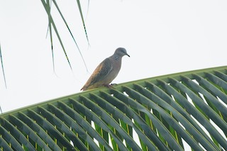 Spotted Dove (Eastern), ML337285141