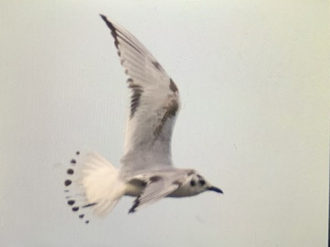 新潟市 西海岸公園 Niigata Nishikaigan Park 15 Jp Ebird Hotspot