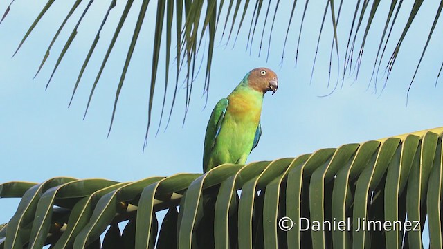 Red-cheeked Parrot - ML337287441