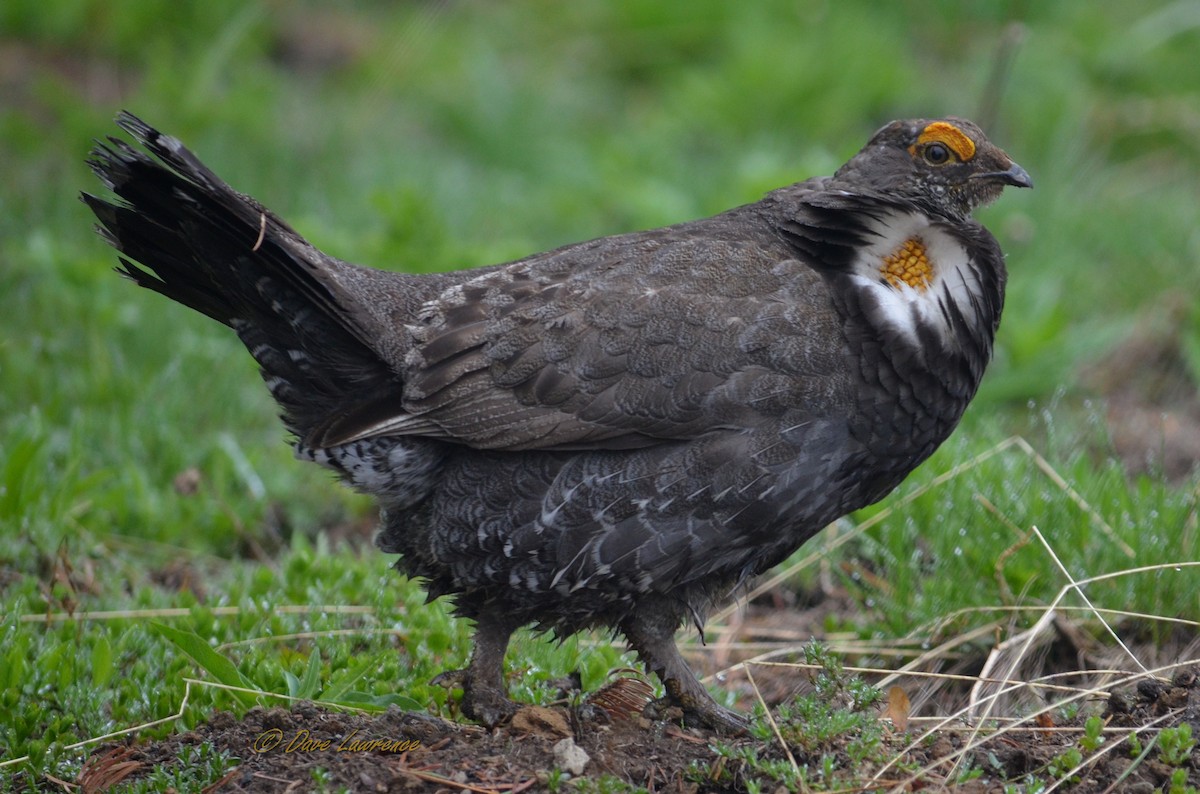 Sooty Grouse - David Lawrence