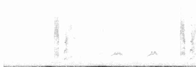 חנקן שחור-מצח - ML337301391