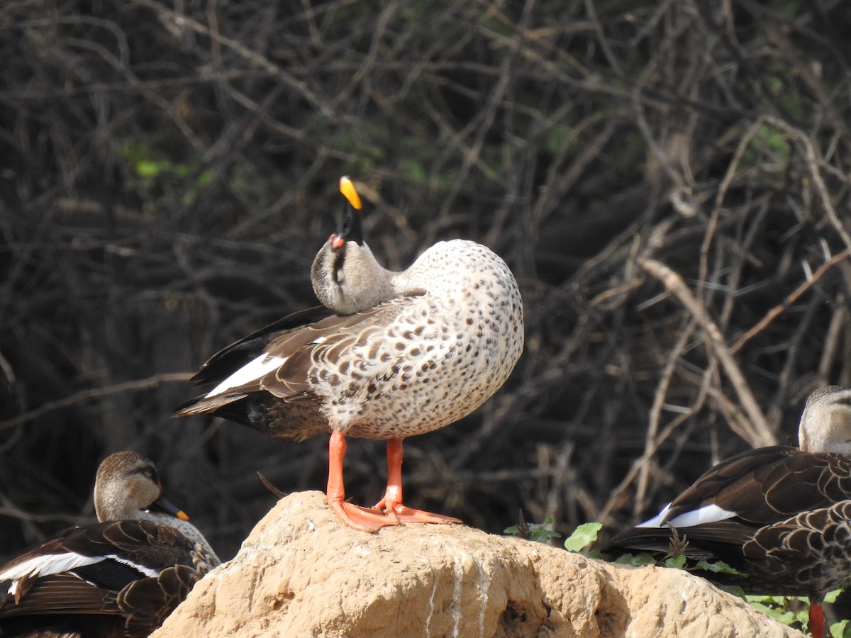 Indian Spot-billed Duck - Ranjeet Singh