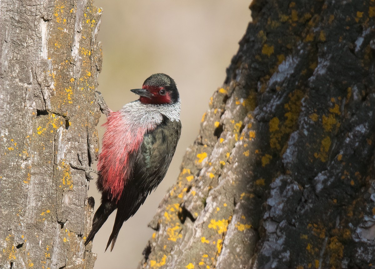 Lewis's Woodpecker - Bob Bowhay
