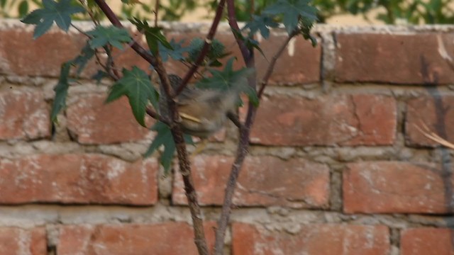 Common Babbler - ML337306791
