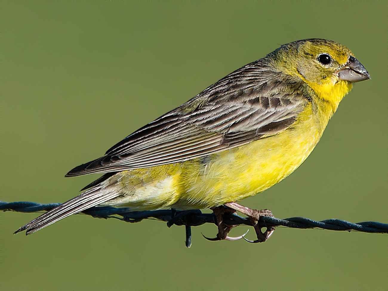 Grassland Yellow Finch