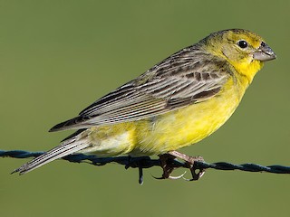  - Grassland Yellow-Finch