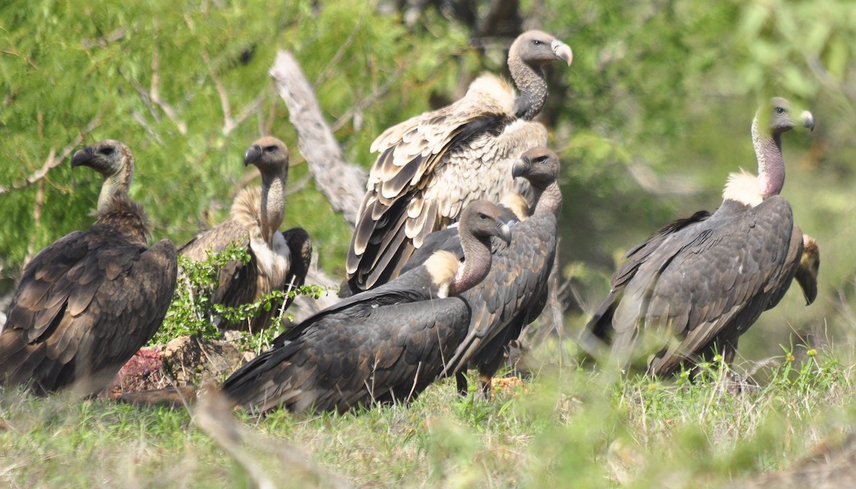 Indian Vulture - ML33731541