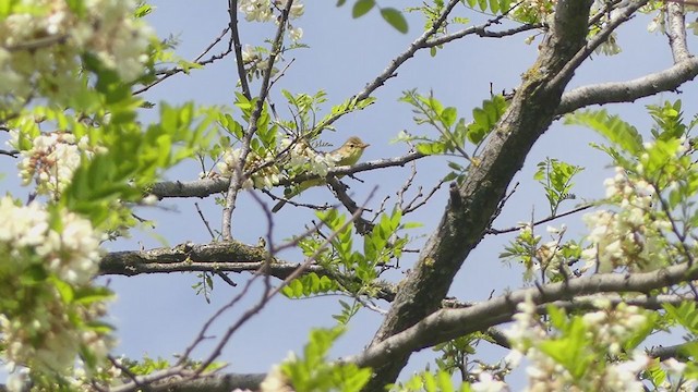 Melodious Warbler - ML337321971