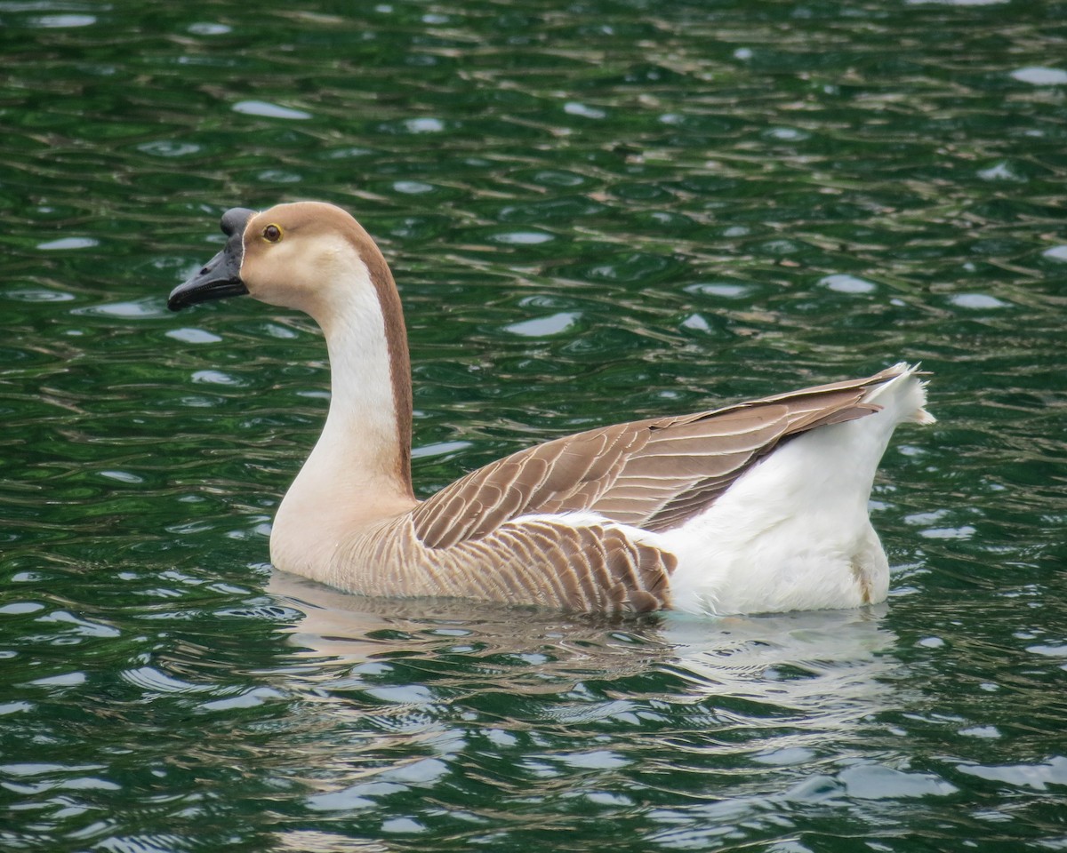 Swan Goose (Domestic type) - ML337322111