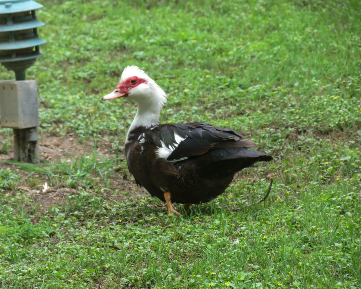 Muscovy Duck (Domestic type) - Chris Meriwether