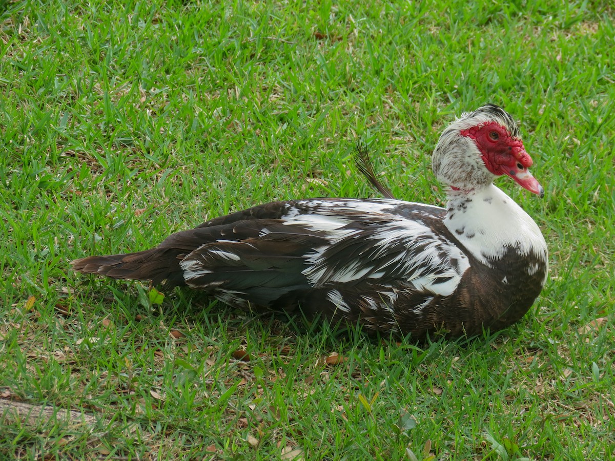 Muscovy Duck (Domestic type) - ML337322171