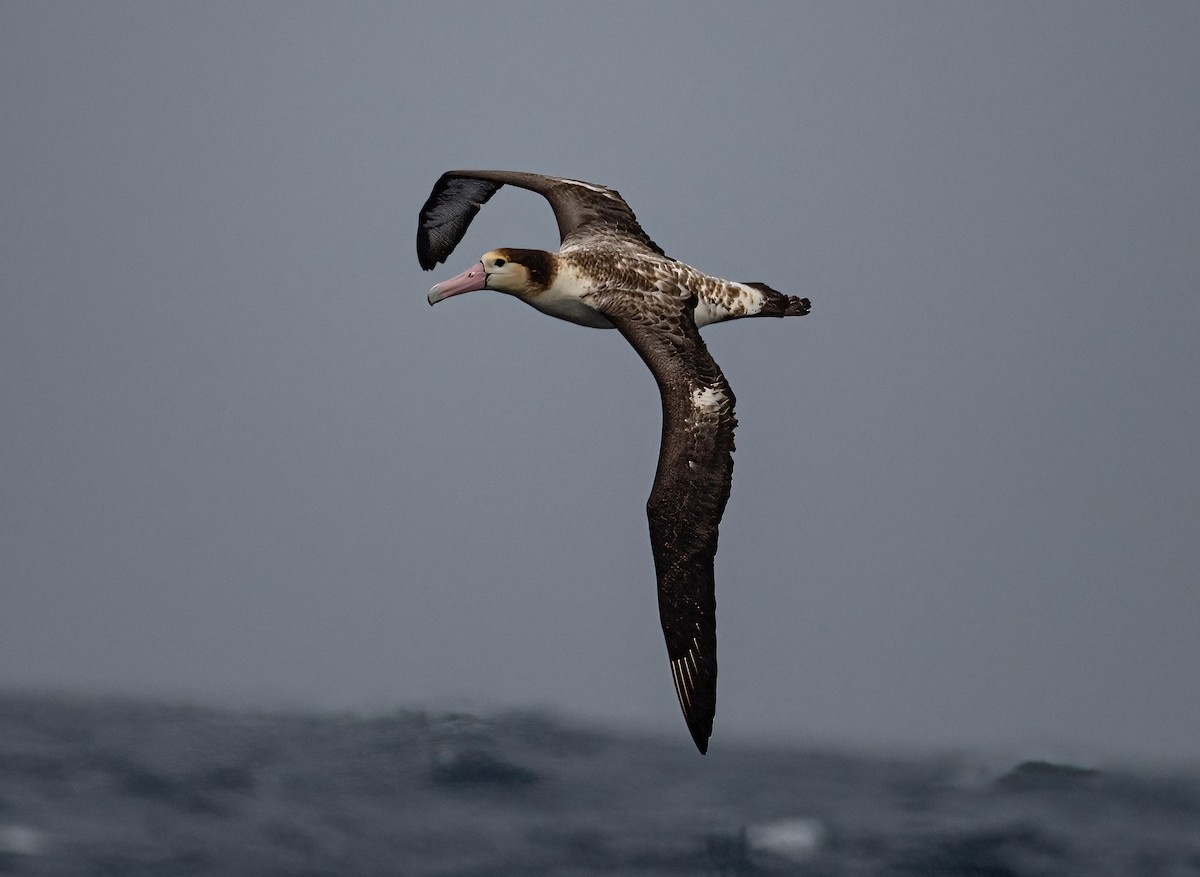 Short-tailed Albatross - jimmy Yao