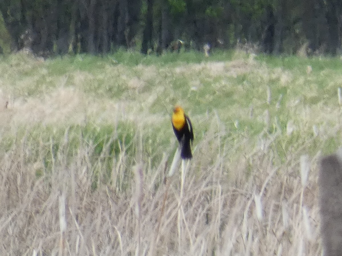 Yellow-headed Blackbird - ML337329681