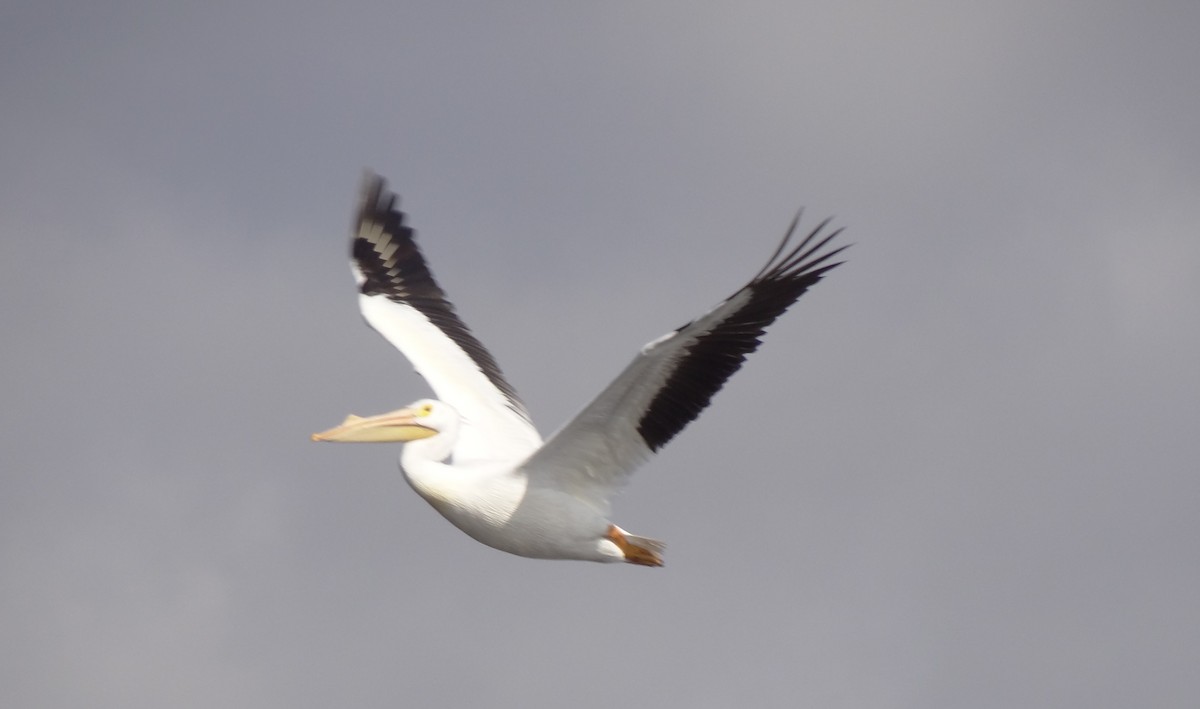 American White Pelican - ML337333901