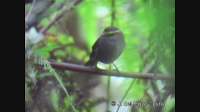 Crowned Chat-Tyrant - ML337335411