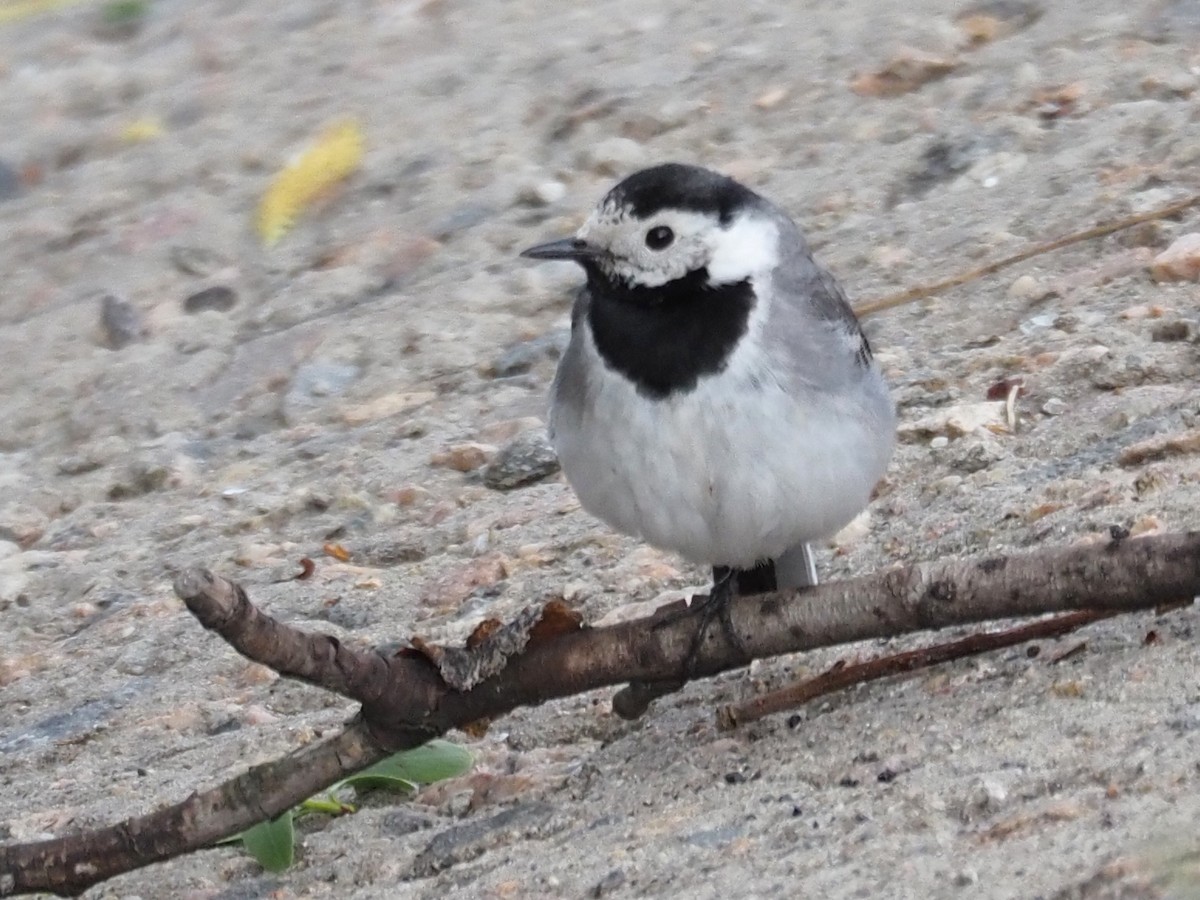 White Wagtail (White-faced) - ML337336501