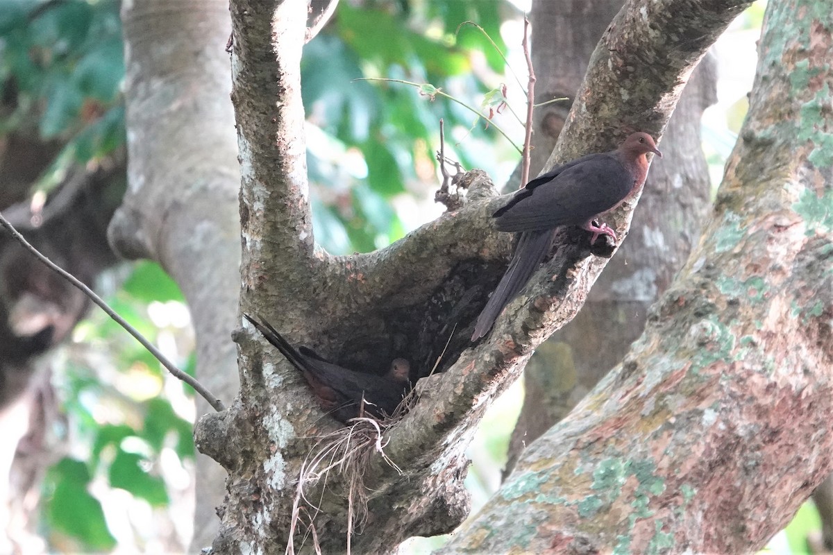Philippine Cuckoo-Dove - ML337336791