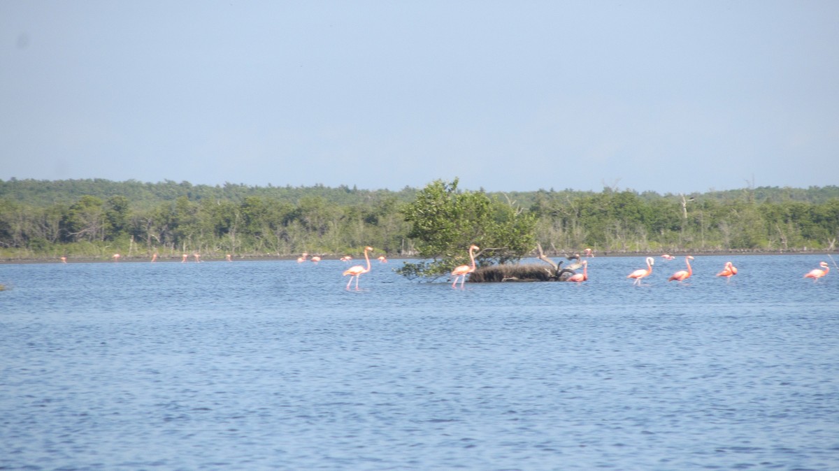 Amerika Flamingosu - ML337337651
