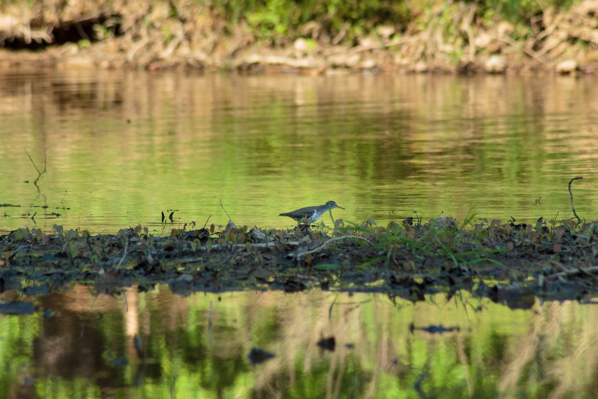 Spotted Sandpiper - Woodward H. Pufflequins III