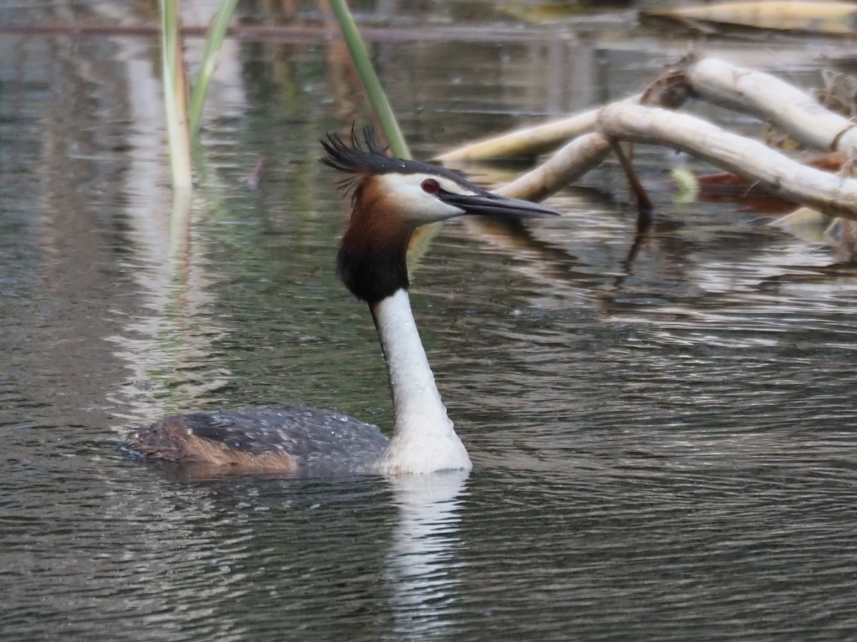 Great Crested Grebe - ML337338651