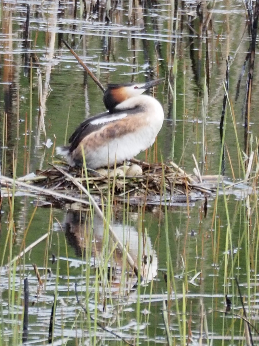 Great Crested Grebe - ML337338661