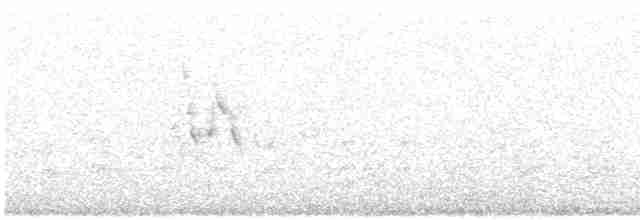 White Wagtail - ML337340811