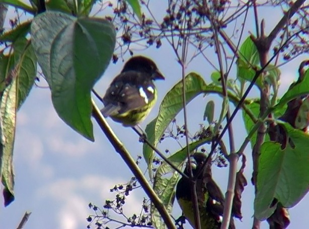 Black-backed Grosbeak (Yellow-rumped)