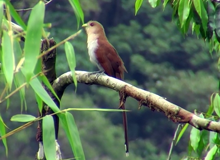 Squirrel Cuckoo (Amazonian) - ML337346441